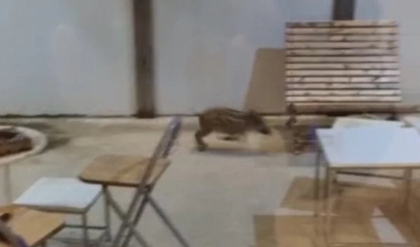 החזרזיר בחצר בית משפחת ברבר (צילום: אינה רבקוב)