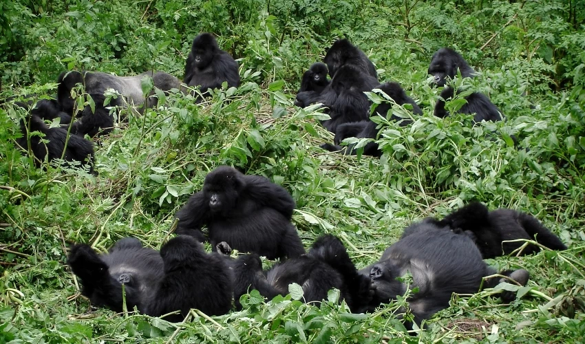 גורילות הרים בפארק הלאומי וולקנו  ברואנדה (צילום: pljvv1/depositphotos.com)