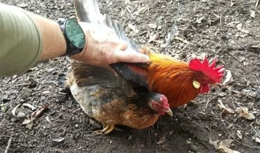 תרנגולים שנלכדו ב"מבצע תרנגול" (צילום: דוברות עיריית חיפה)