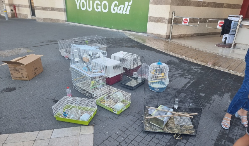 בעלי החיים חולצו ללא פגע (צילום: דוברות כבאות והצלה - חוף)