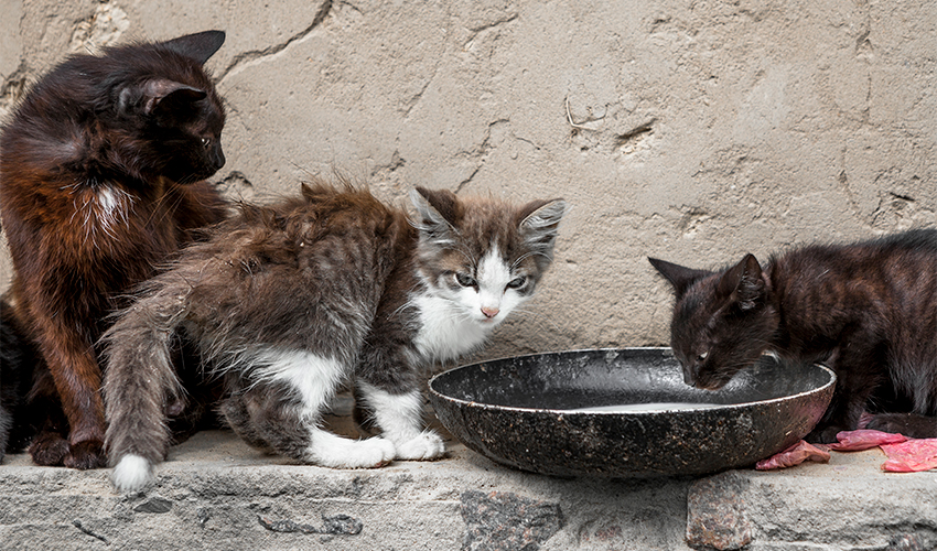חתולי רחוב (צילום: morozzz/depositphotos.com) 