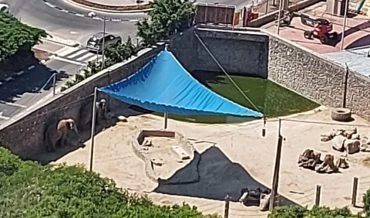 הפילים מצטופפים בפינת צל קטנה בחי פארק (צילום: אריק מוגרמן)