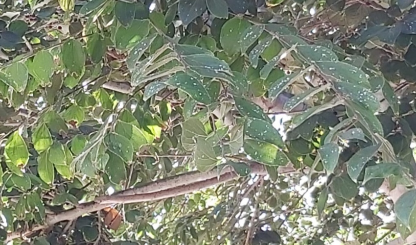 עץ נגוע בכנימה קמחית (צילום: גליה ילין)