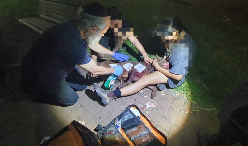 הכלבה שהותקפה על ידי חזיר בר (צילום: דוברות איחוד הצלה כרמל ואשר)מתנדבי איחוד הצלה מטפלים