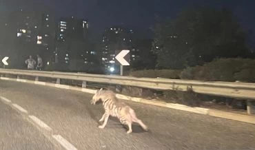 הצבוע בסביוני דניה (צילום: ערפאן אבו רוקון)