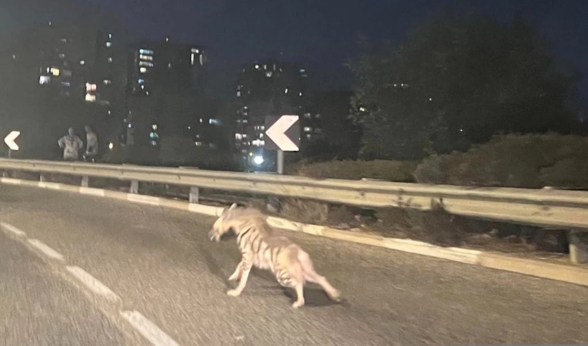 הצבוע בסביוני דניה (צילום: ערפאן אבו רוקון)