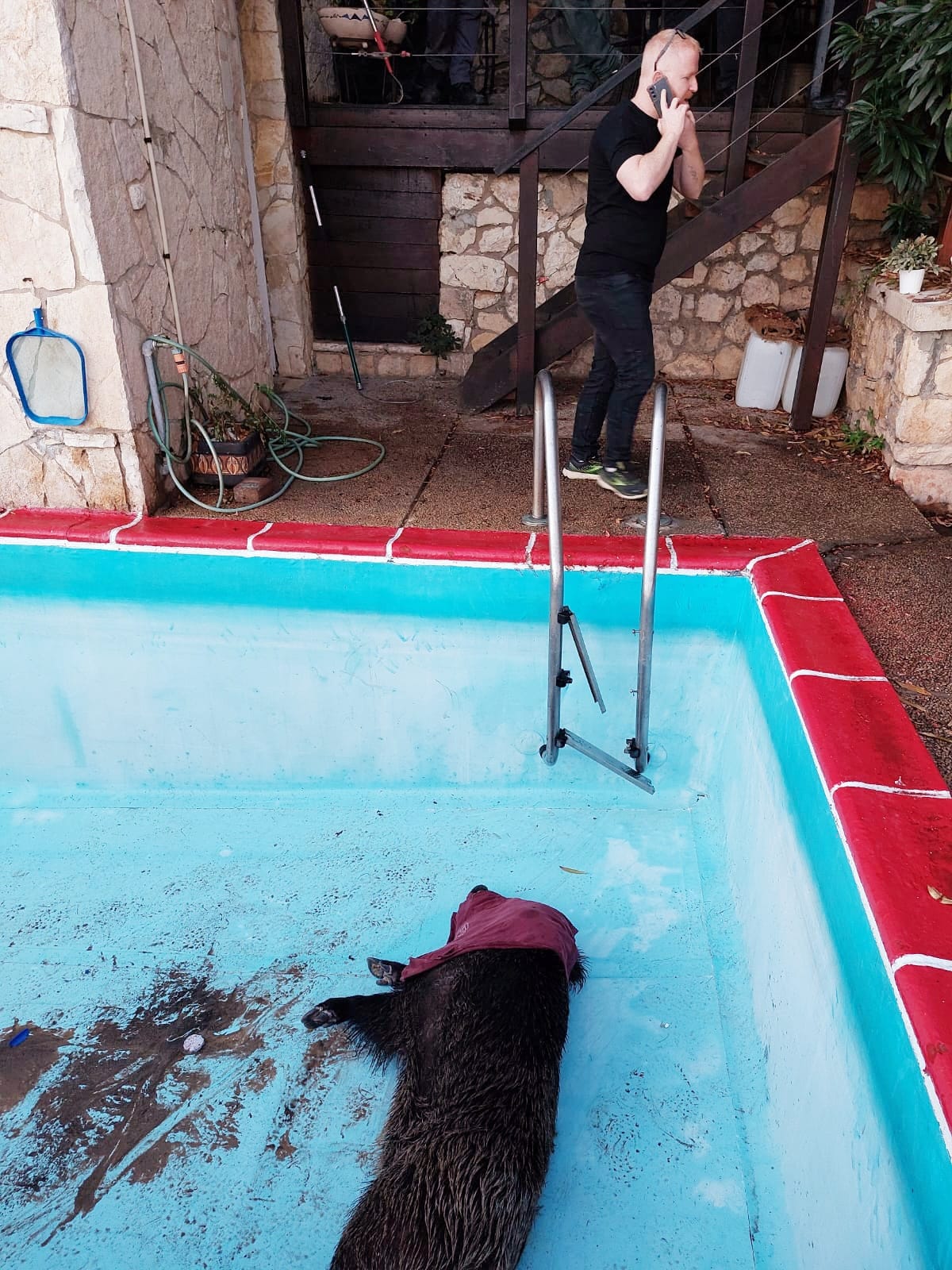 ערן מיכאל, מרכז פעולות עיריית חיפה בנושא חזירי הבר, לצד החזיר המורדם