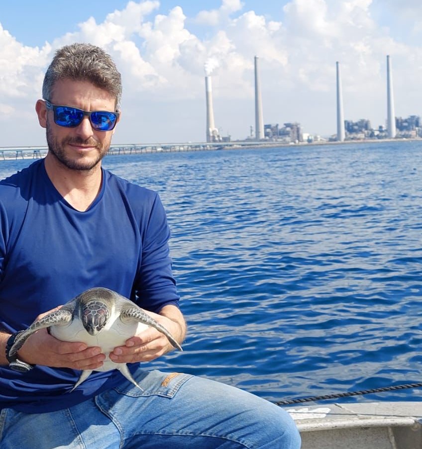"רן" צבת הים הירוקה הוחזרה לים (צילום: גידי לוי, חברת החשמל)